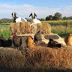 Meet your Posher, Batya